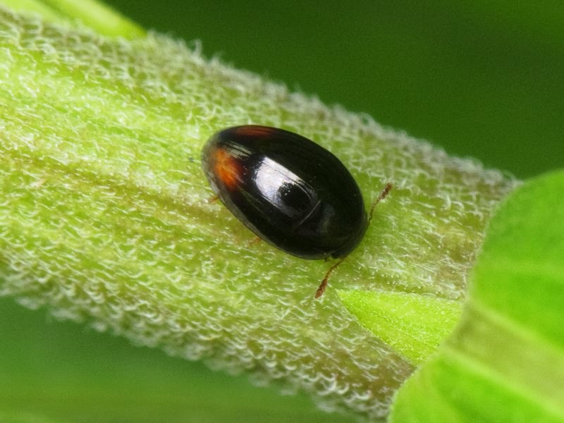 Olibrus bicolor (Fabricius, 1792)